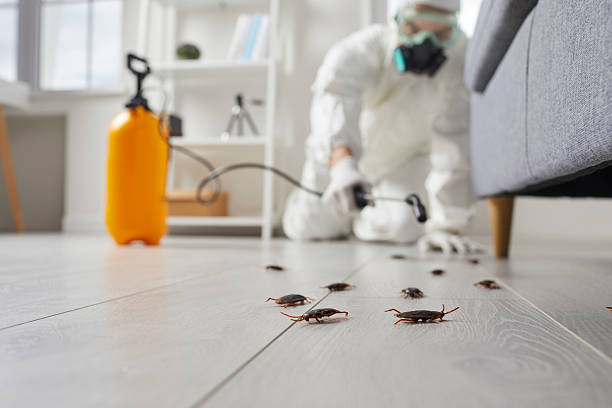Commercial Rodent Management in Kingsford
